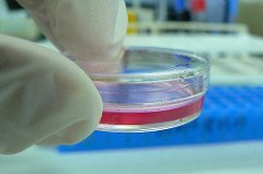 Cell Culture by kaibara87 Cell Culture Photo