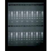 Thermo Fisher Scientific的Owl EasyCast B1水平微凝胶电泳系统