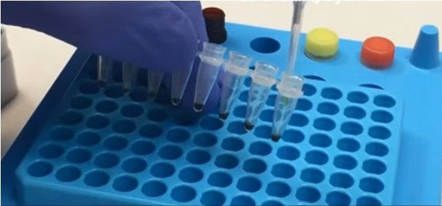 Stain being added to samples prior to injection into electrophoresis gel. Photo: Accuris