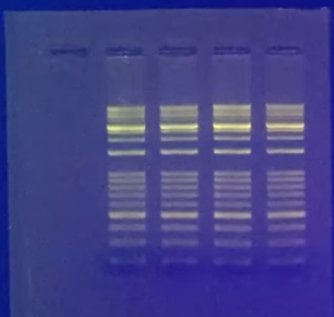 Electrophoresis gel with fluorescing dye illuminating bands. Photo courtesy of Accuris by Benchmark Scientific